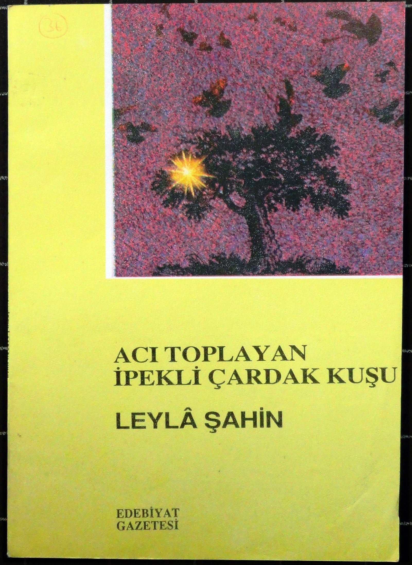 Acı Toplayan İpekli Çardak Kuşu
